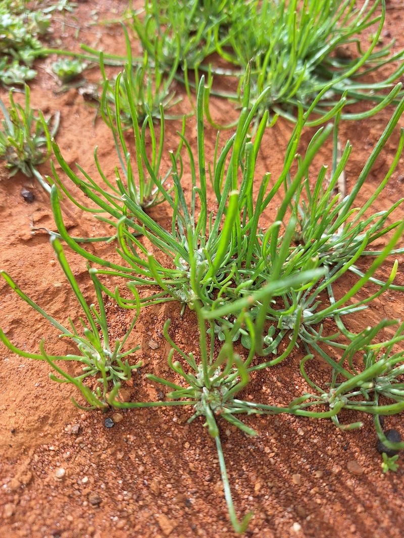 Dielitzia tysonii photo 6
