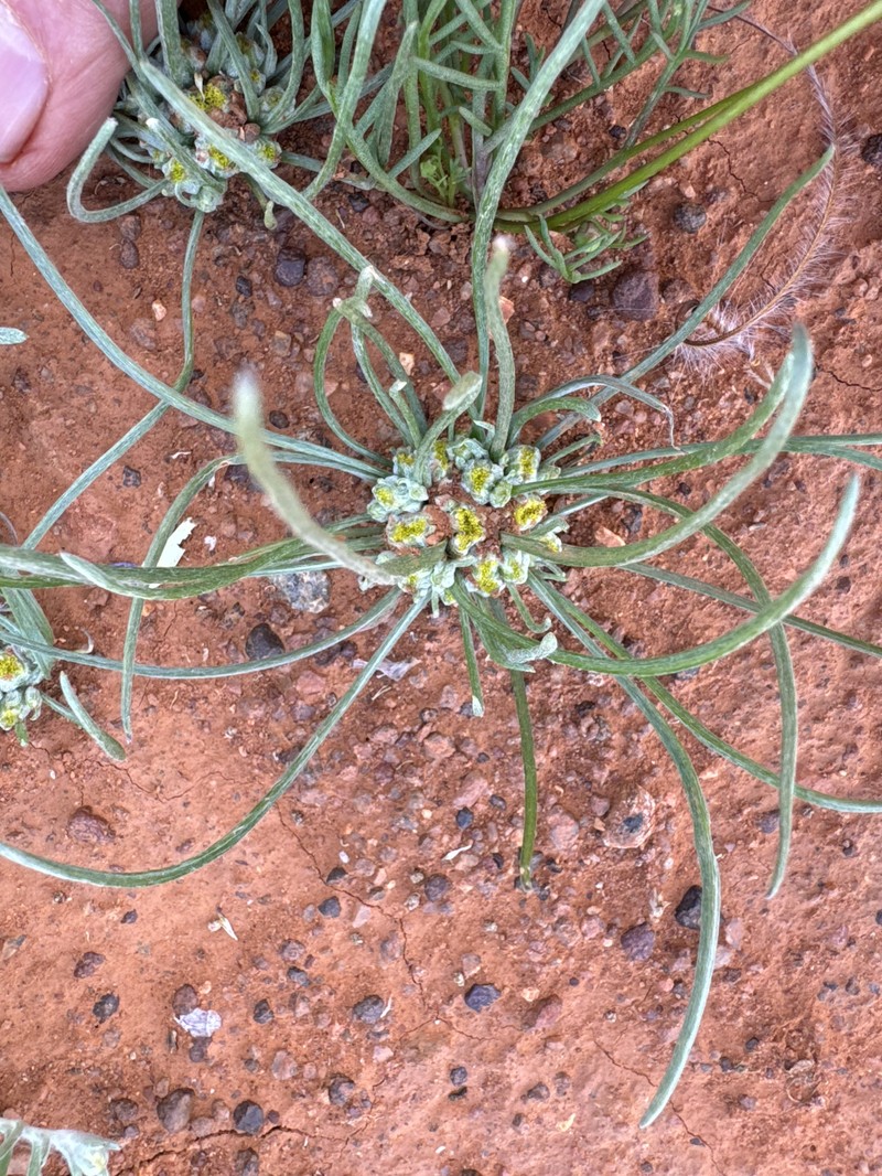 Dielitzia tysonii photo 7
