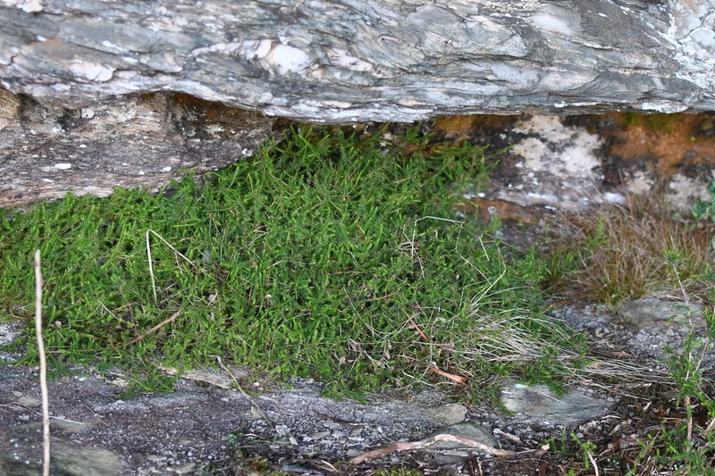 Dielsiodoxa altimontana photo 2