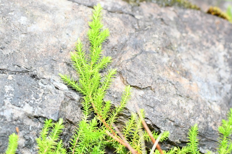 Dielsiodoxa altimontana photo 4