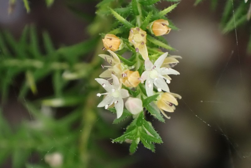 Dielsiodoxa altimontana photo 5
