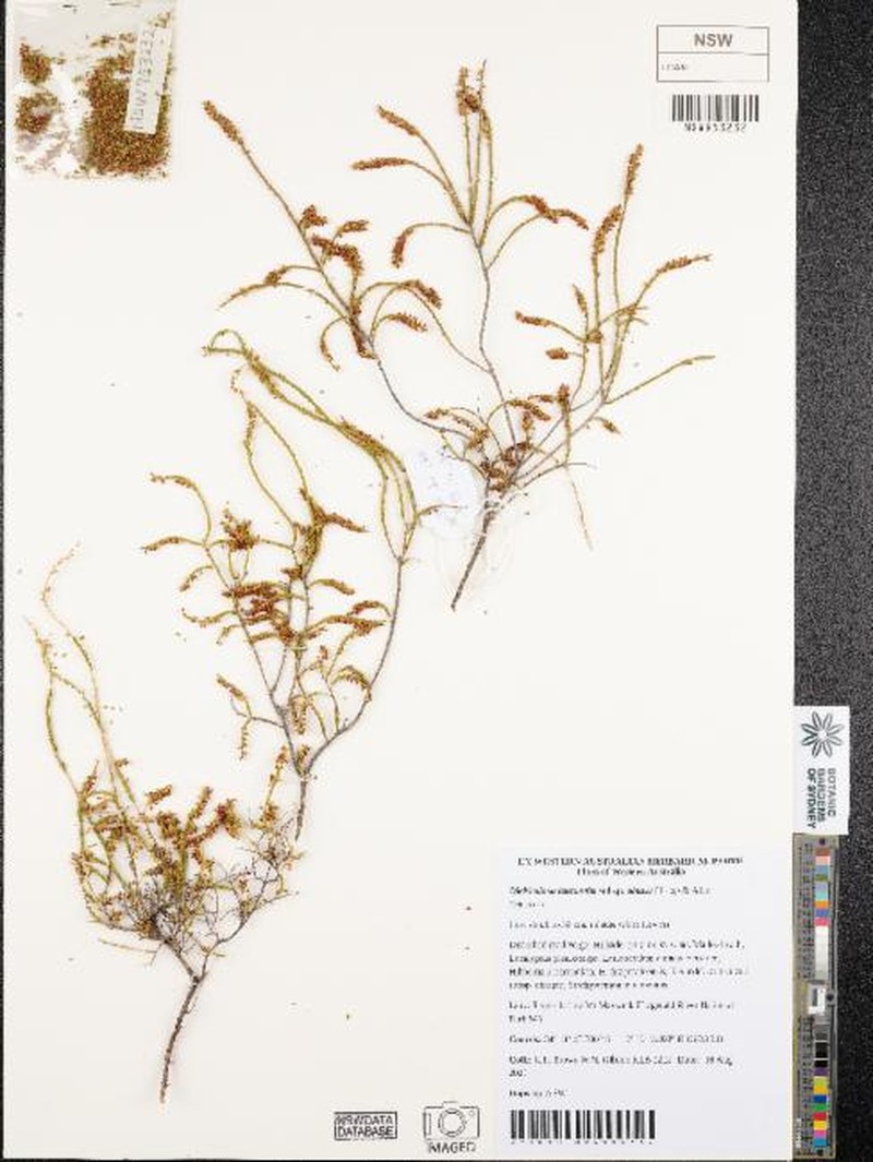 Dielsiodoxa leucantha subsp. obtusa photo 2