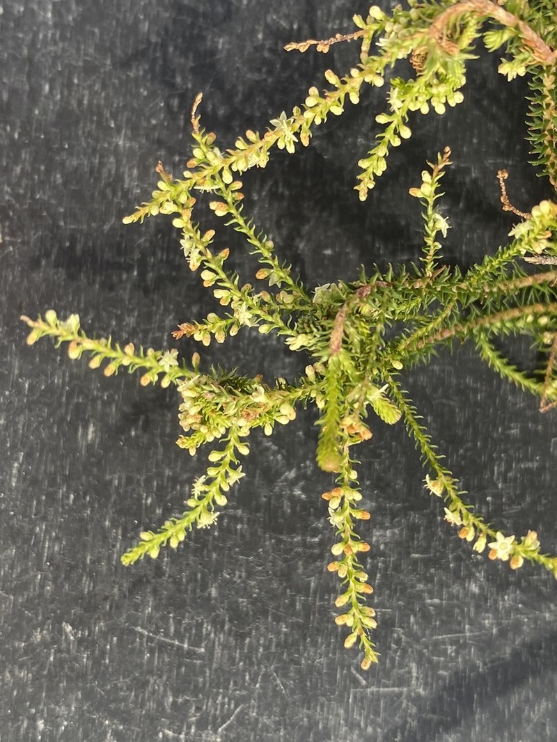 Dielsiodoxa lycopodioides
