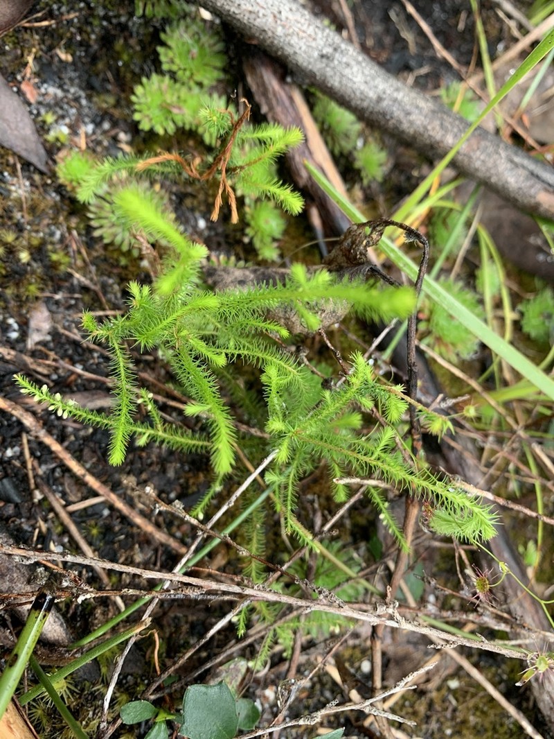 Dielsiodoxa lycopodioides photo 2