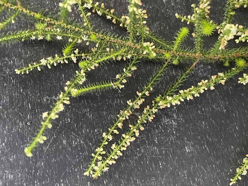 Dielsiodoxa lycopodioides photo 3