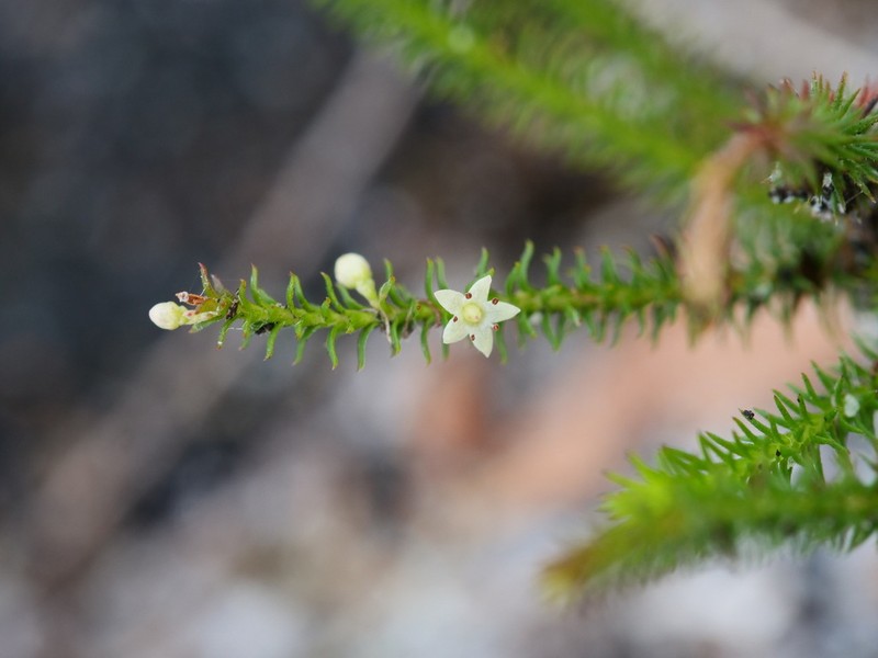 Dielsiodoxa lycopodioides photo 4