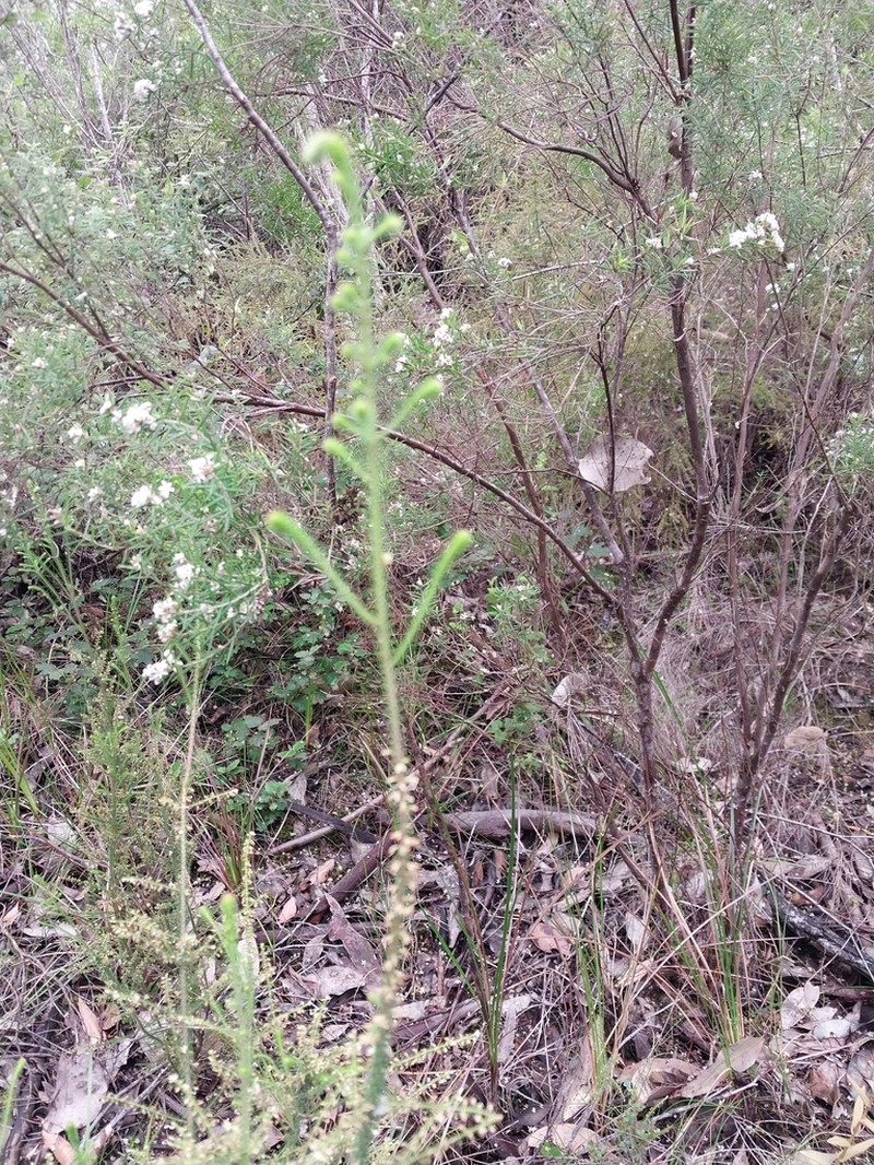 Dielsiodoxa lycopodioides photo 5
