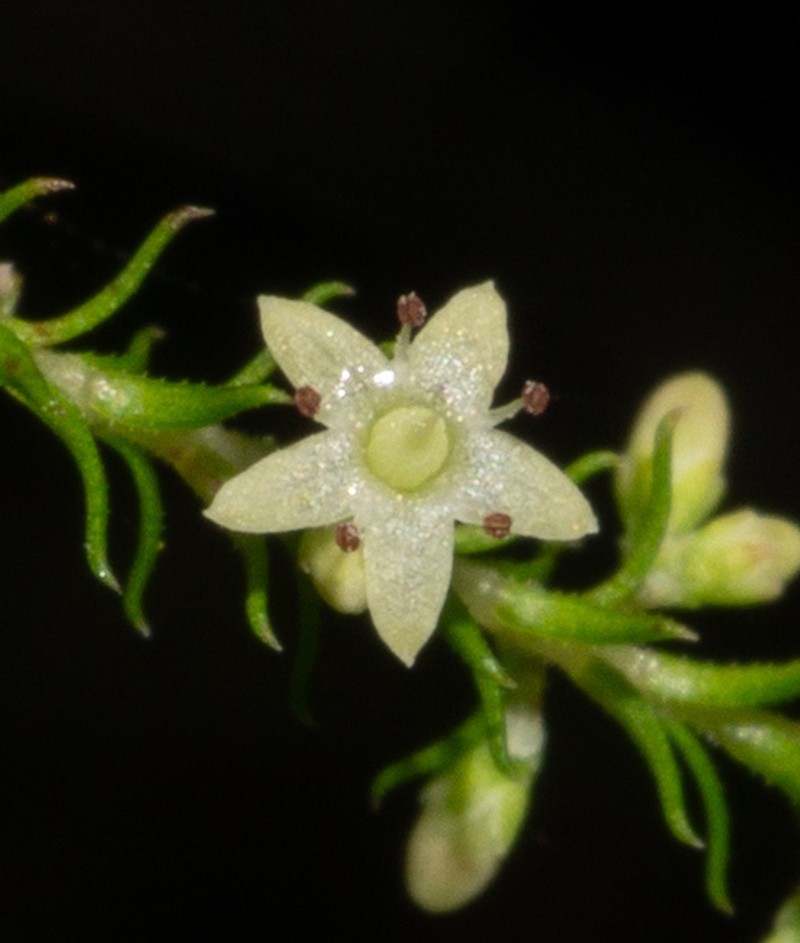 Dielsiodoxa lycopodioides photo 6