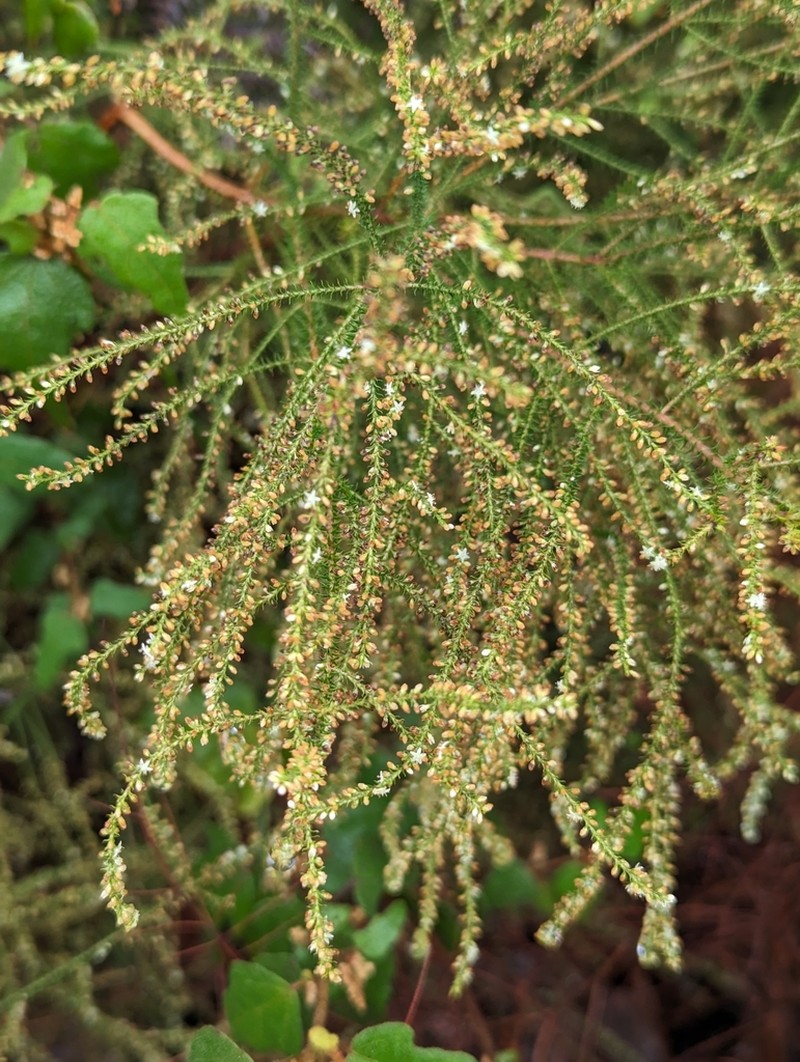 Dielsiodoxa lycopodioides photo 7