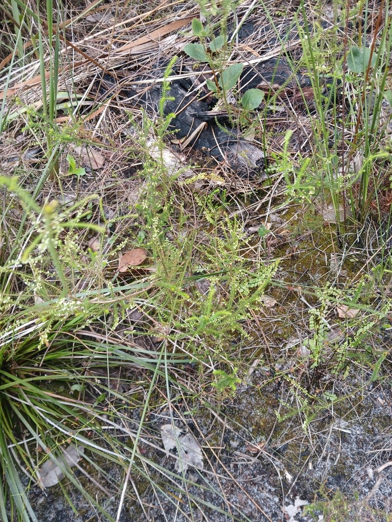 Dielsiodoxa lycopodioides photo 8