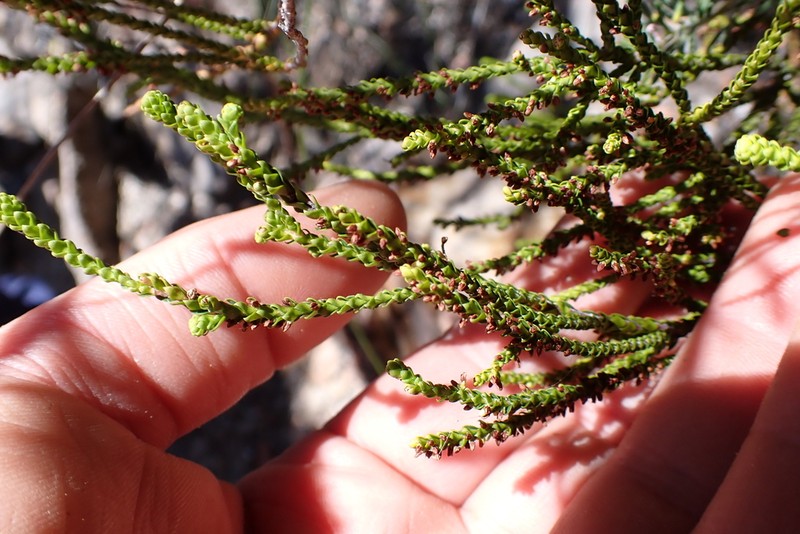 Dielsiodoxa propullulans