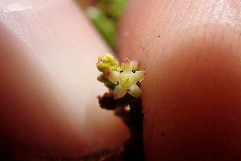 Dielsiodoxa propullulans photo 2