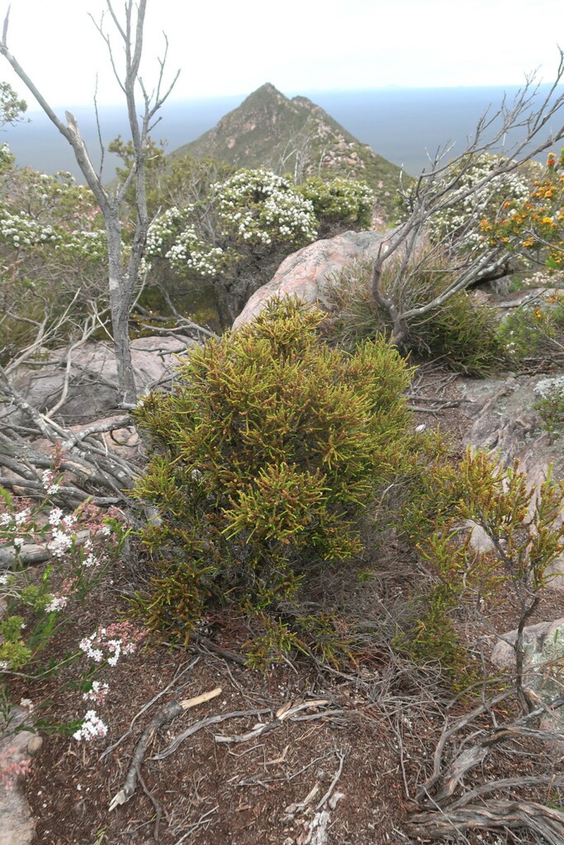 Dielsiodoxa propullulans photo 3