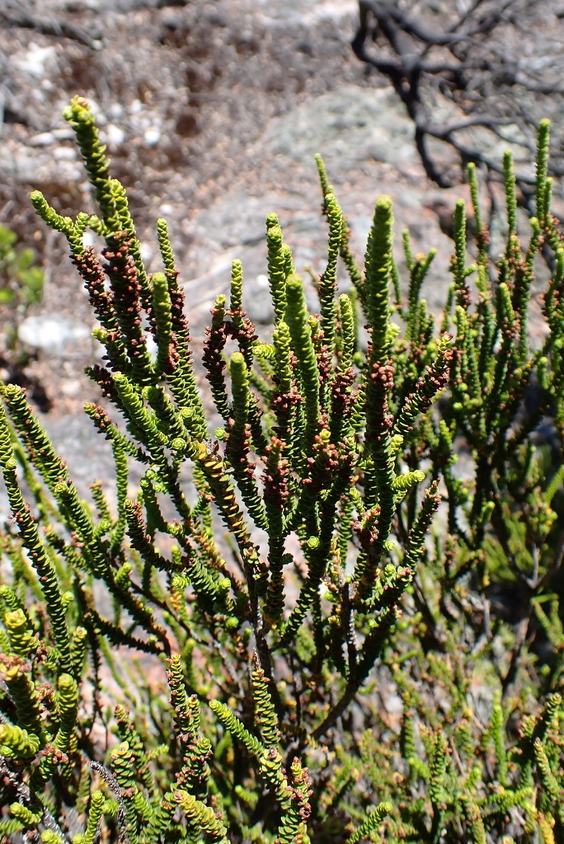 Dielsiodoxa propullulans photo 4