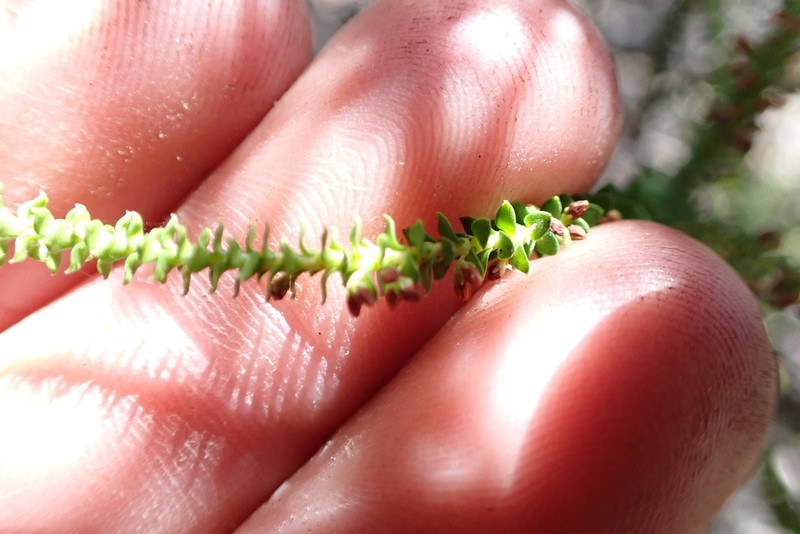 Dielsiodoxa propullulans photo 5