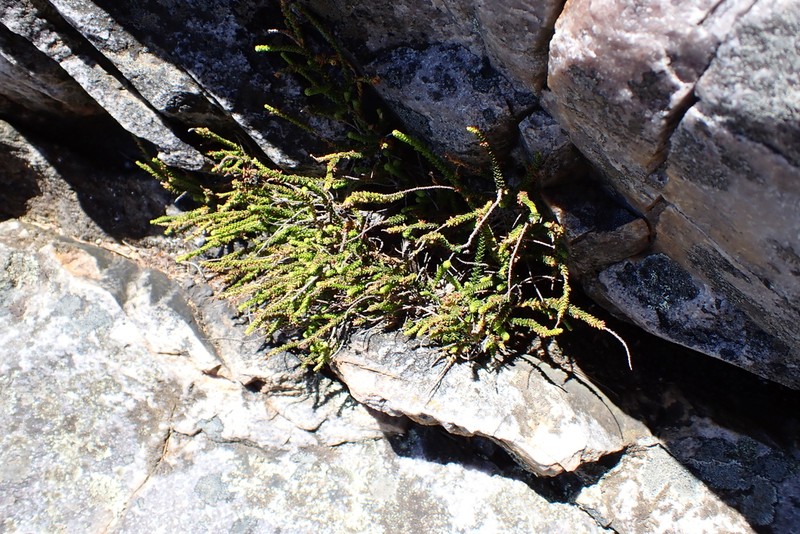 Dielsiodoxa propullulans photo 6