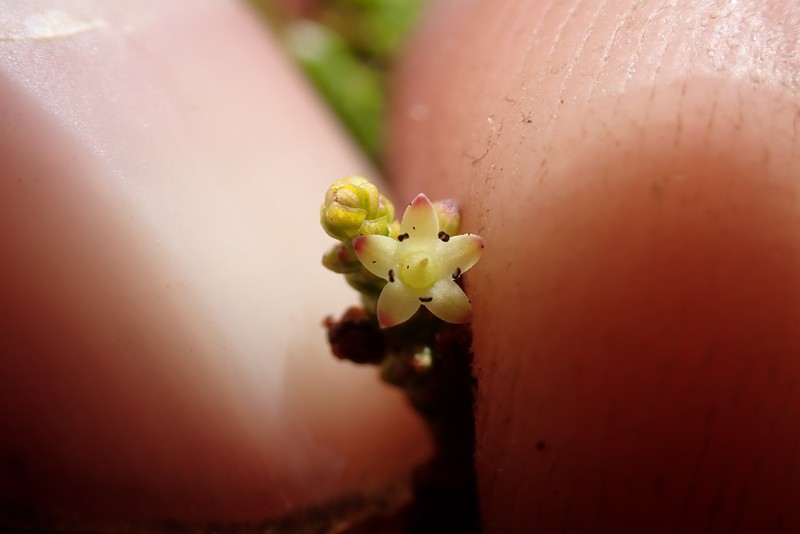 Dielsiodoxa propullulans photo 8