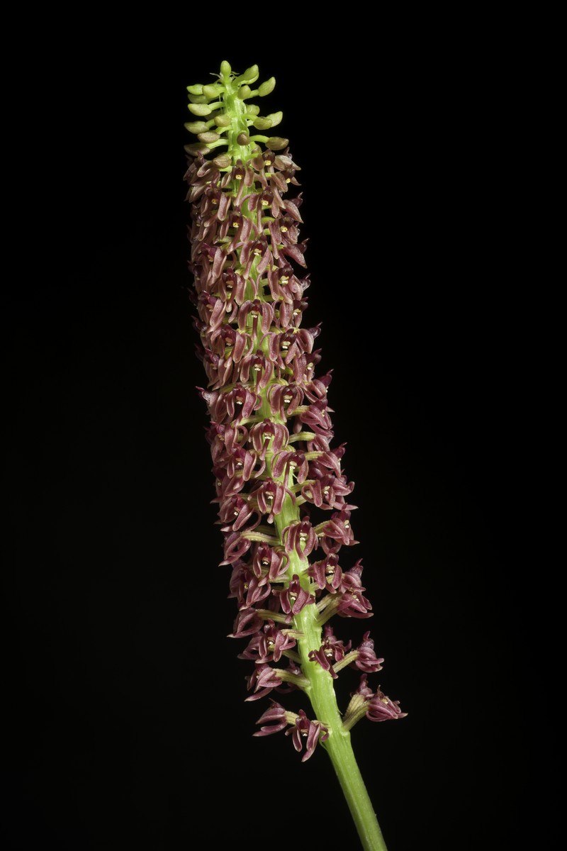Volkens's Dienia photo 4