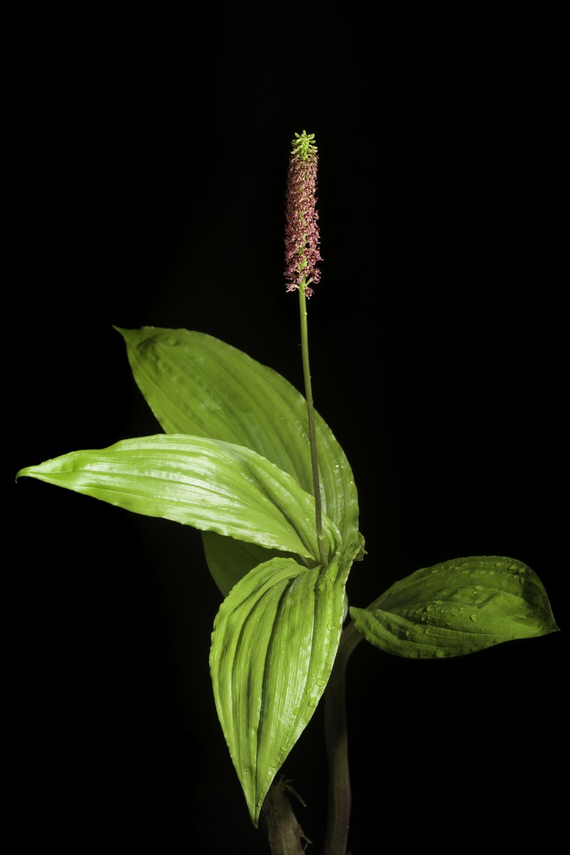 Volkens's Dienia photo 5