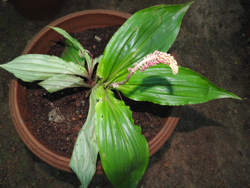 Volkens's Dienia photo 6