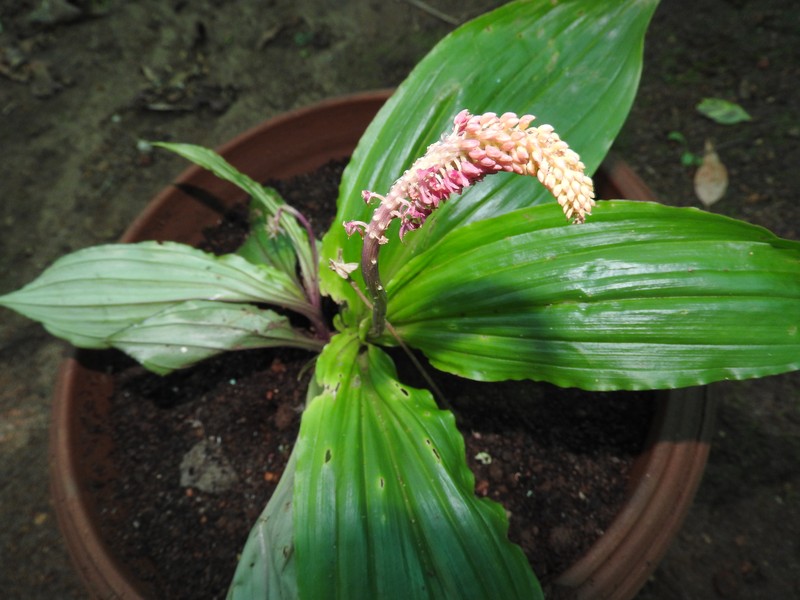 Volkens's Dienia photo 7