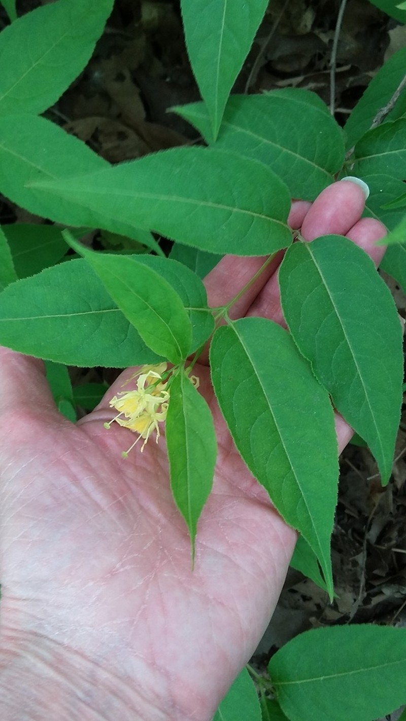 Northern Bush Honeysuckle