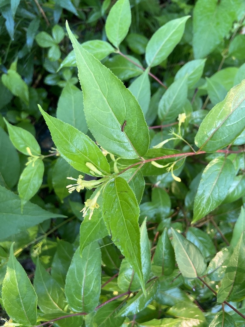 Northern Bush Honeysuckle photo 4