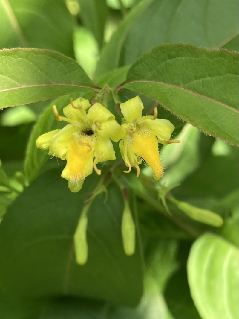 Northern Bush Honeysuckle photo 5