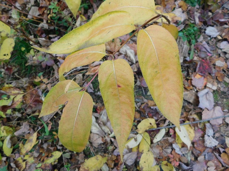 Northern Bush Honeysuckle photo 6