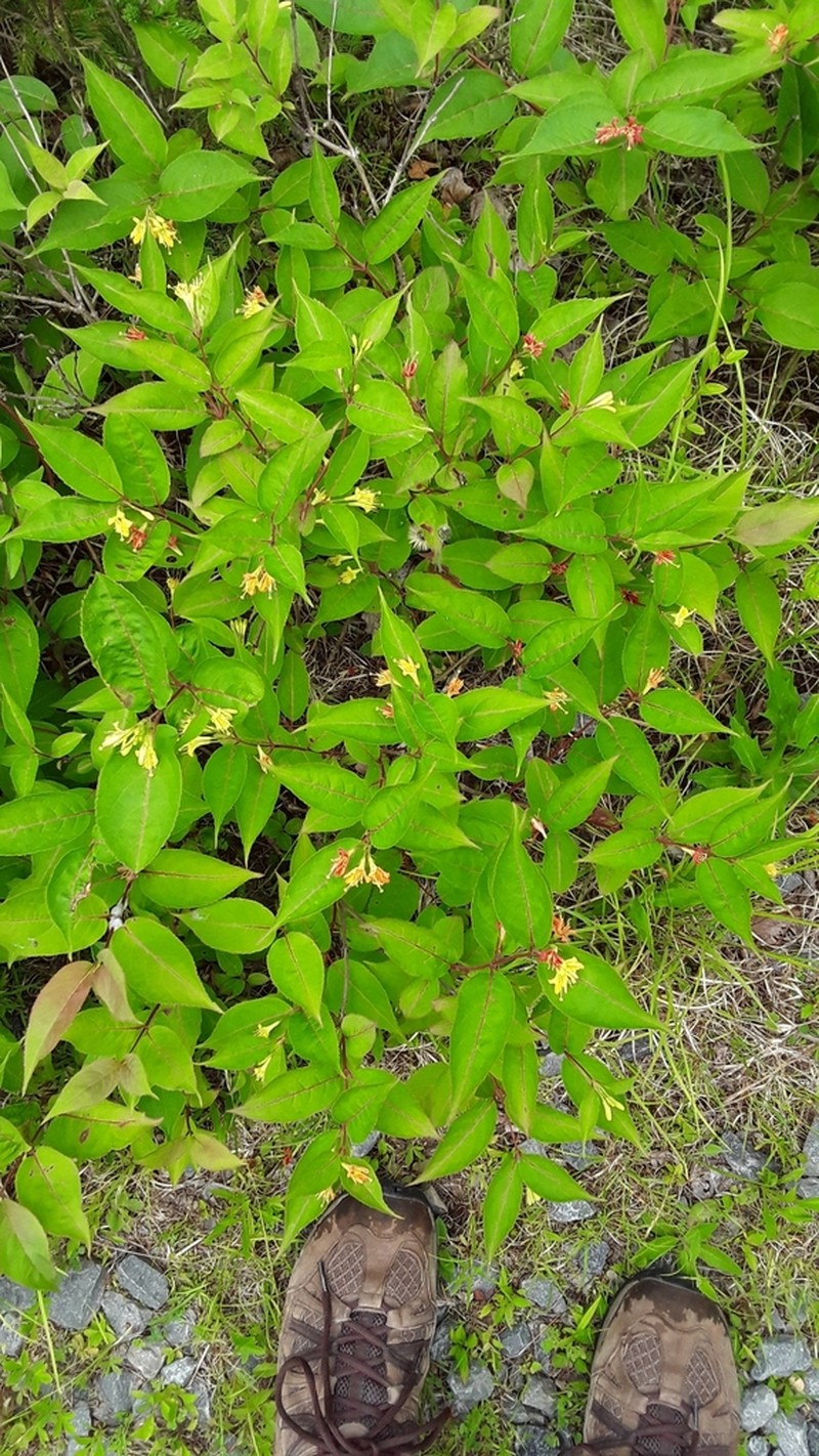 Northern Bush Honeysuckle photo 7