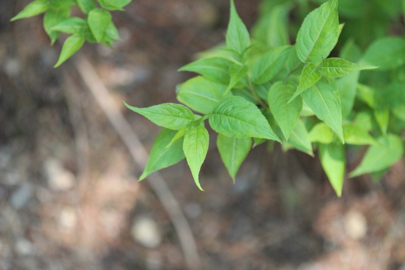 Northern Bush Honeysuckle photo 8