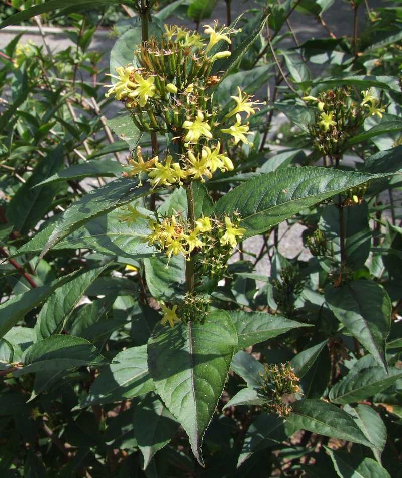 Mountain Bush Honeysuckle