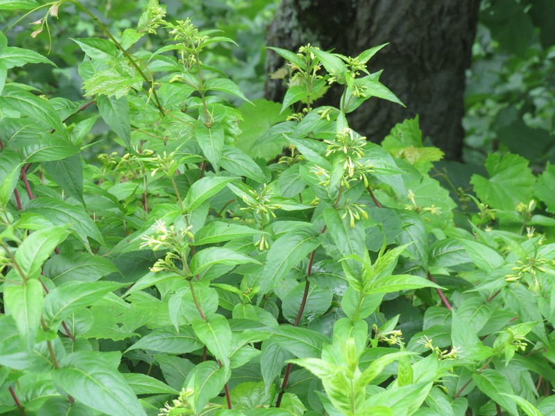 Mountain Bush Honeysuckle