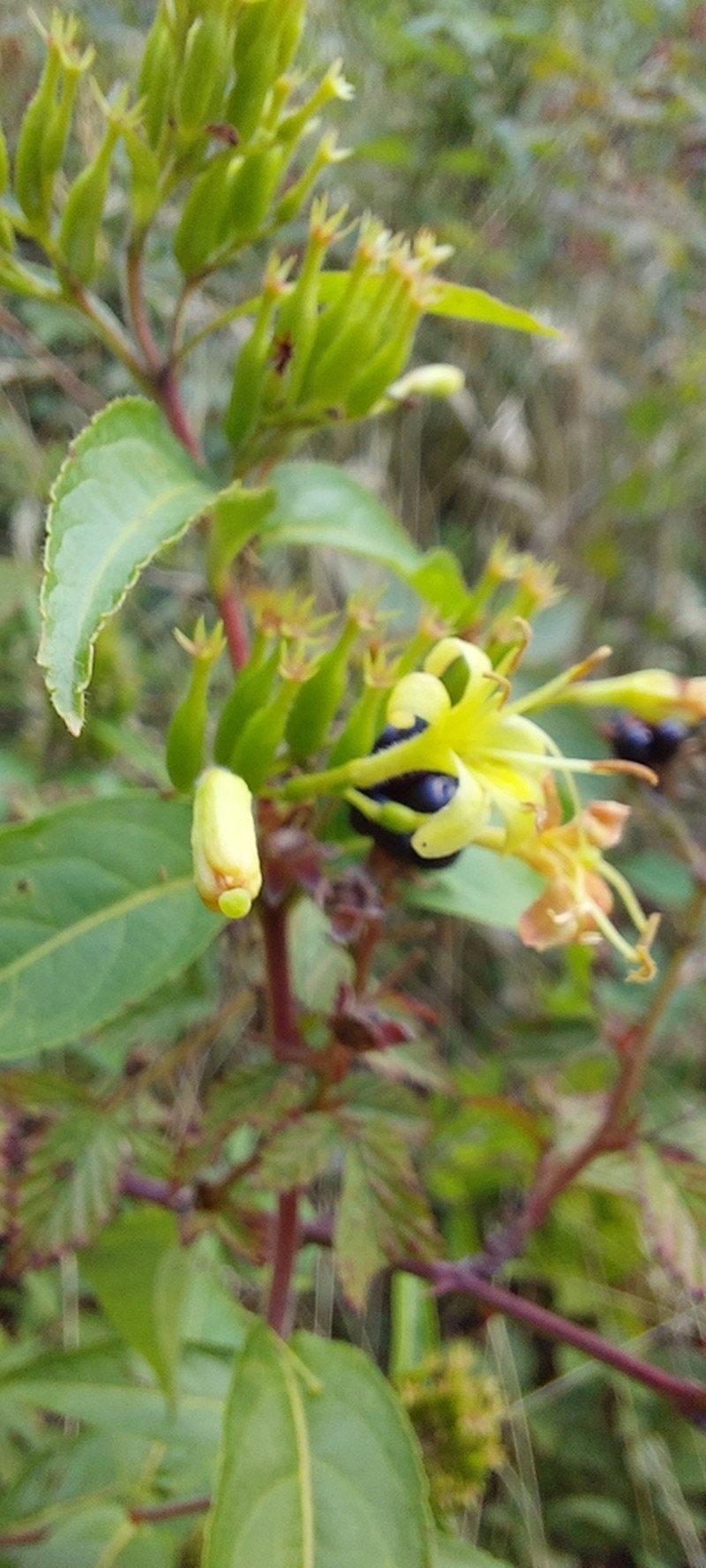 Mountain Bush Honeysuckle photo 2