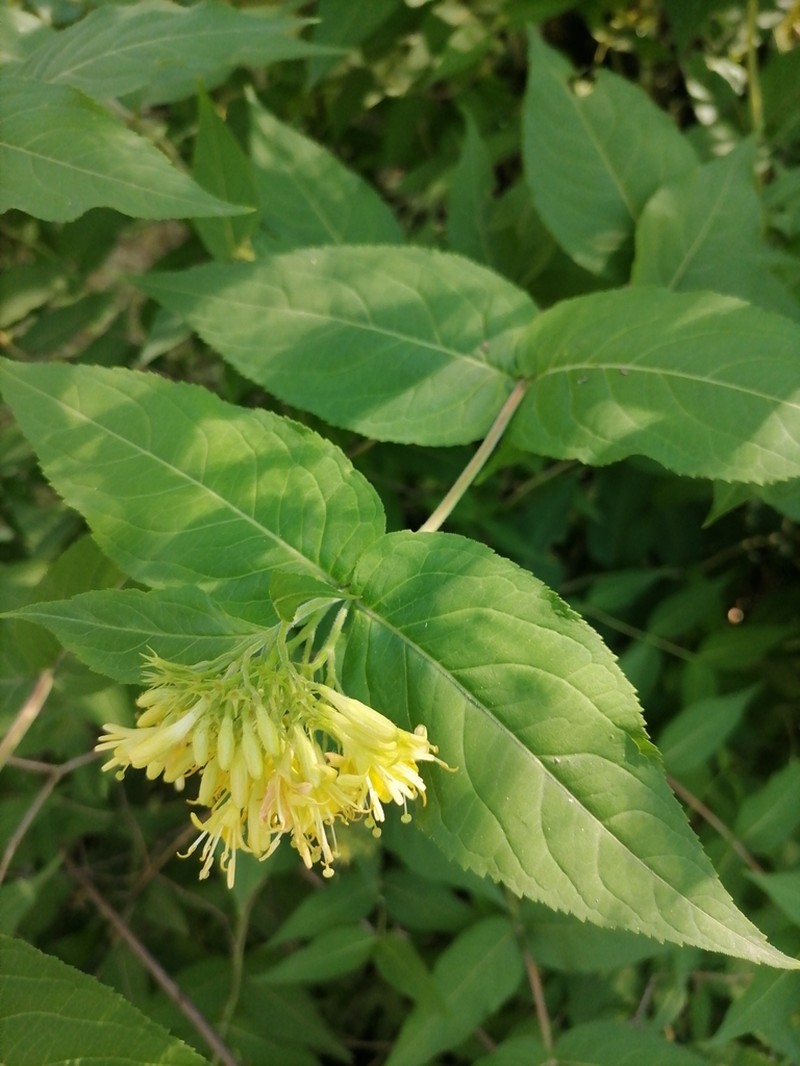 Mountain Bush Honeysuckle photo 7