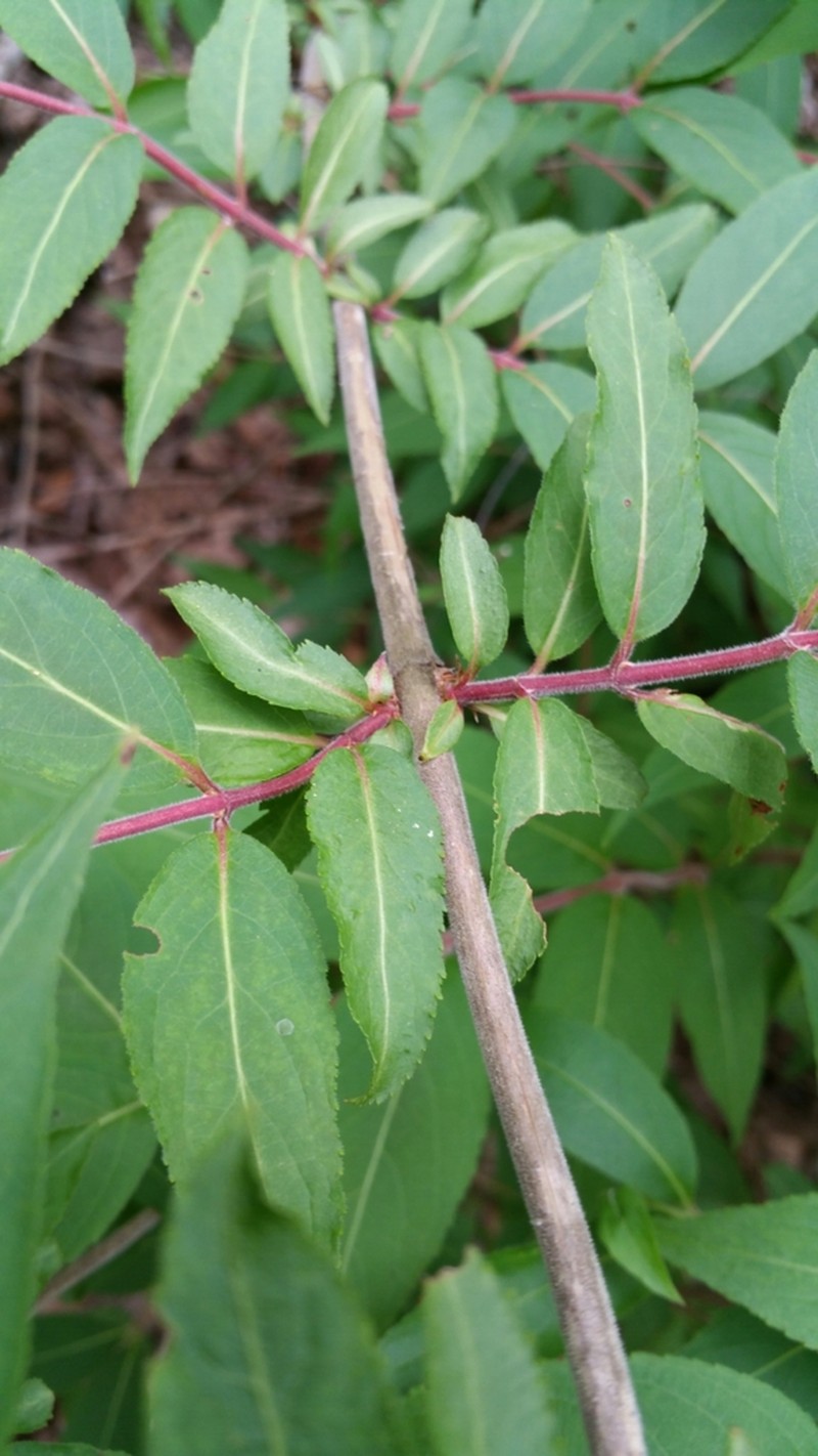 Mountain Bush Honeysuckle photo 8