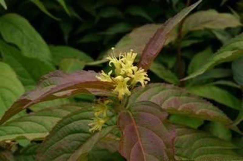 Southern Bush Honeysuckle