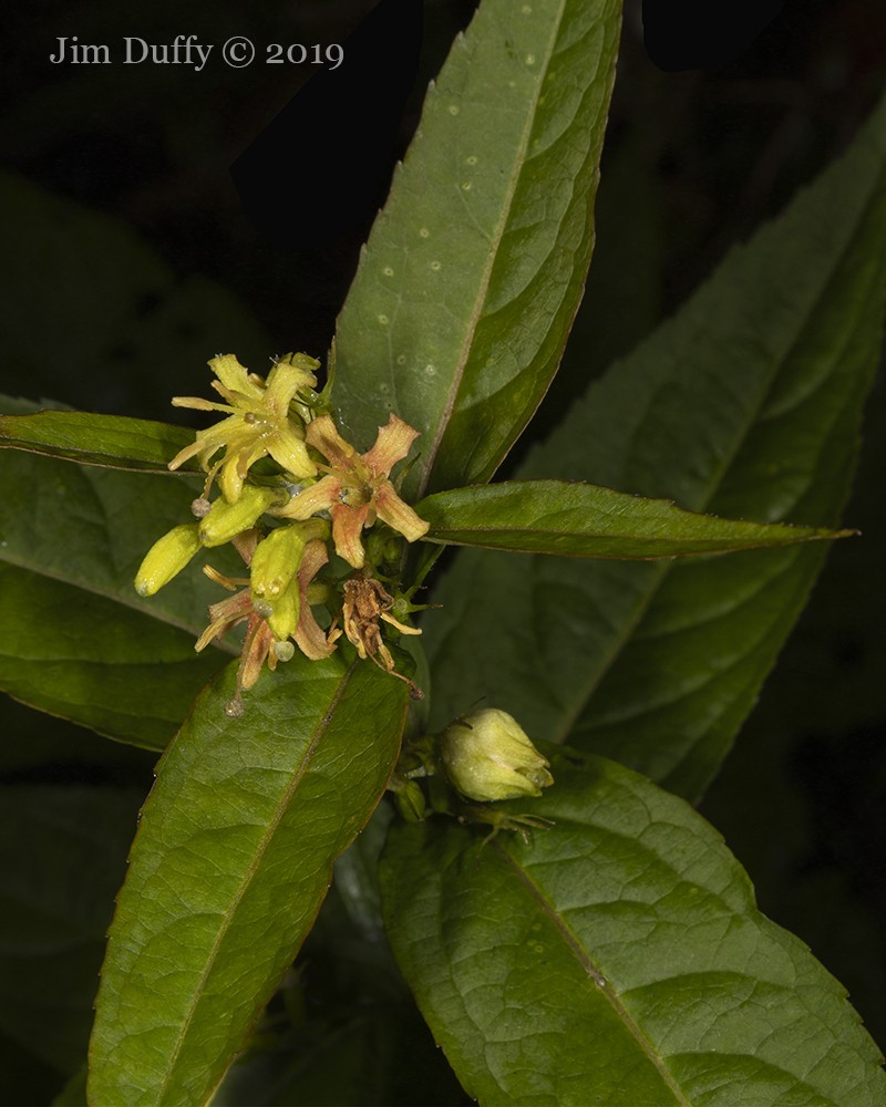Southern Bush Honeysuckle photo 2