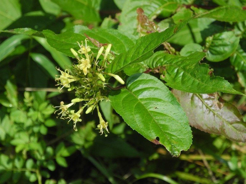 Southern Bush Honeysuckle photo 3