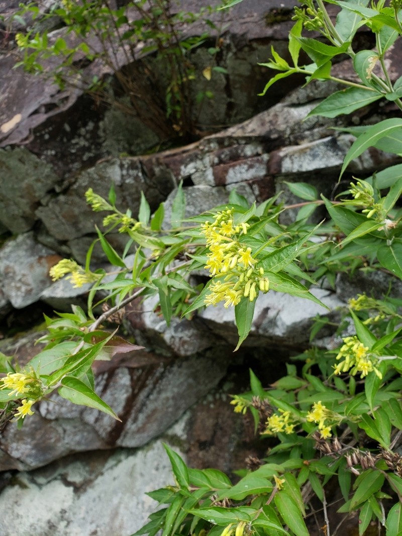 Southern Bush Honeysuckle photo 4