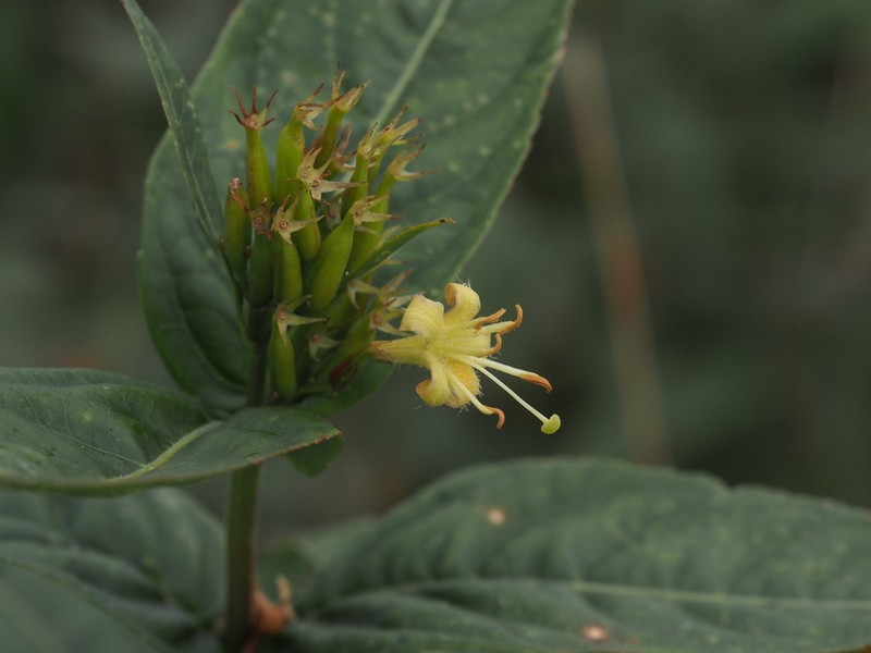 Southern Bush Honeysuckle photo 5