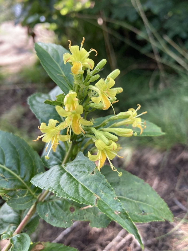 Southern Bush Honeysuckle photo 8