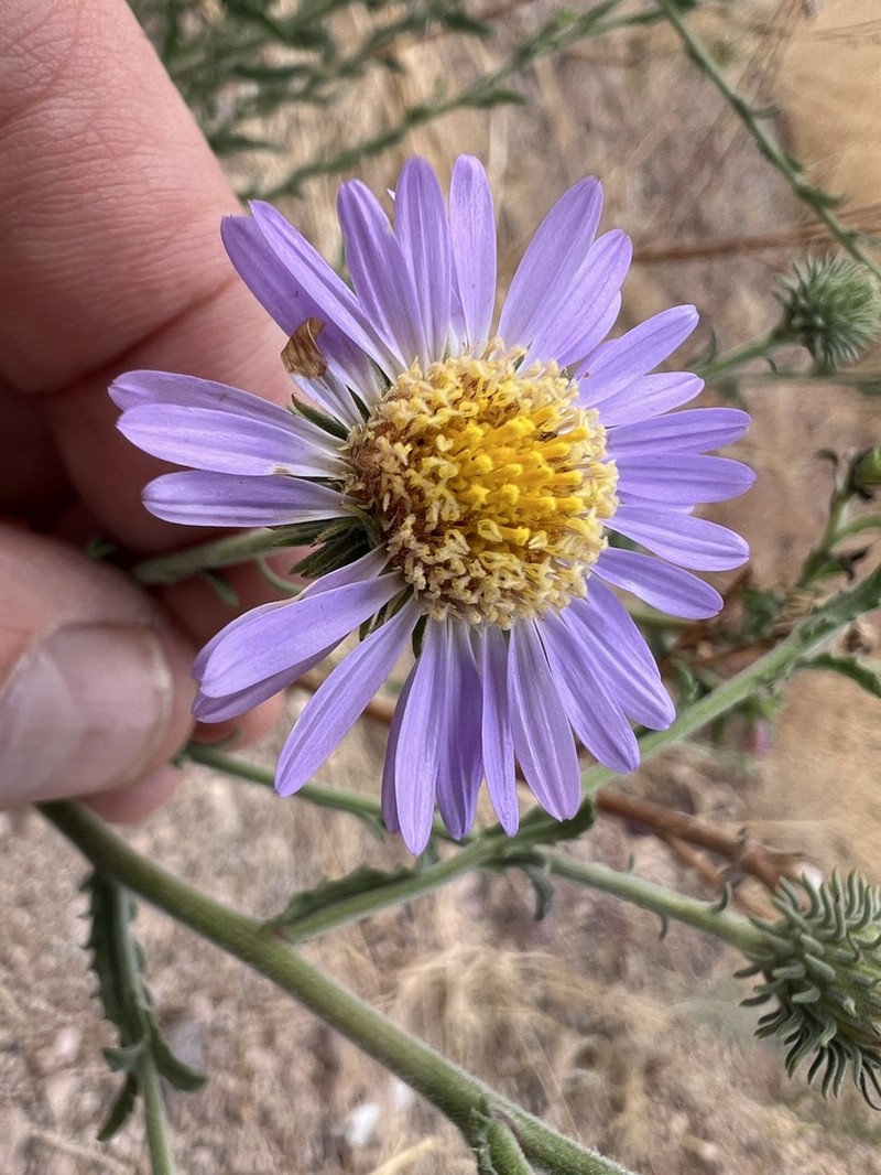 Fall Tansyaster