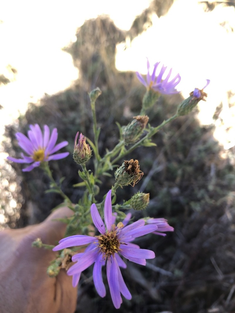 Fall Tansyaster photo 2