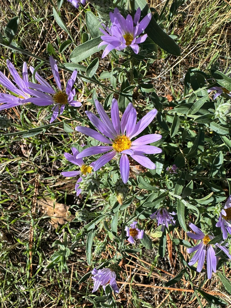 Fall Tansyaster photo 3