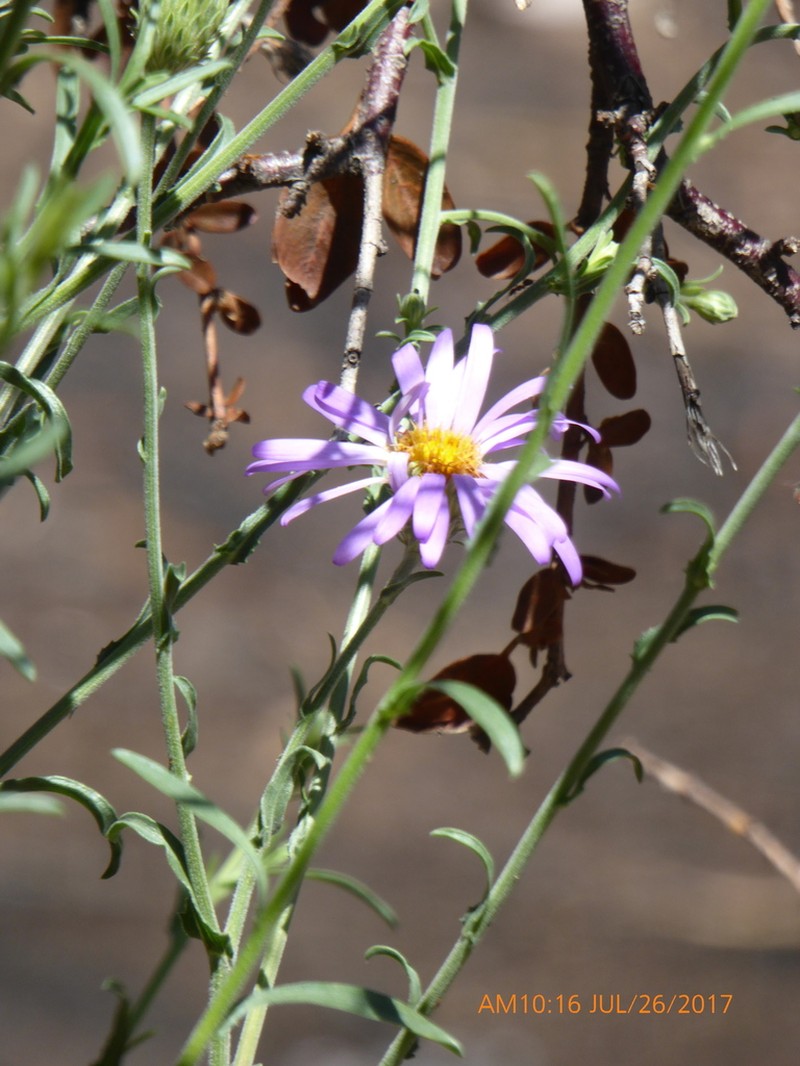Fall Tansyaster photo 6