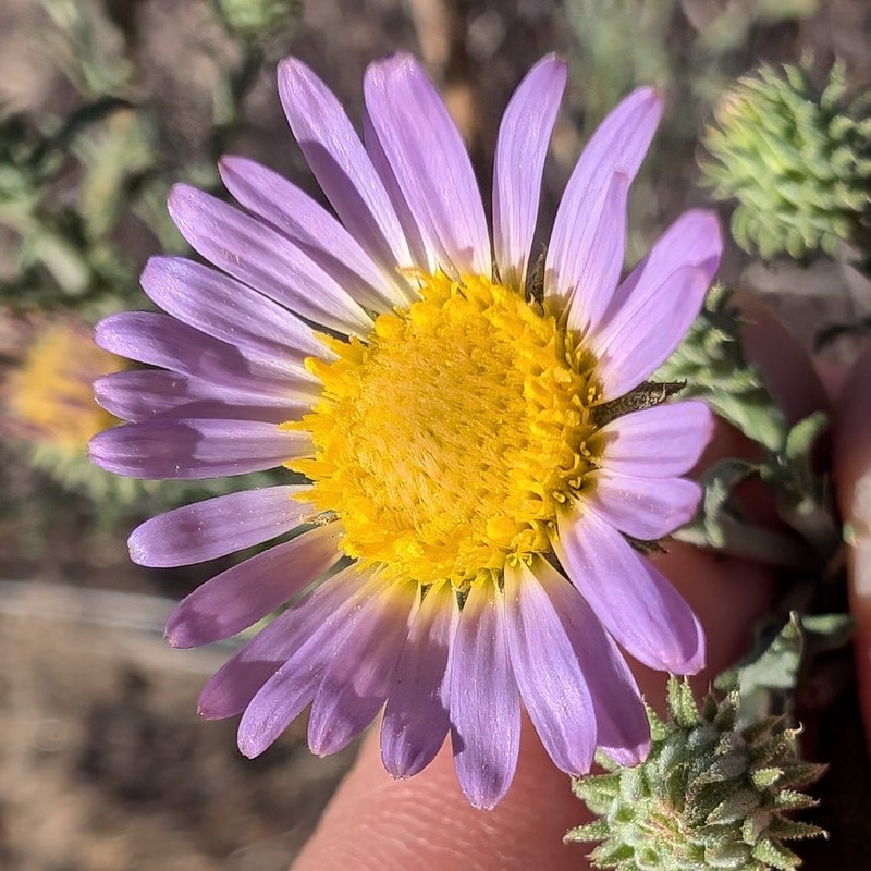 Dieteria asteroides var. asteroides