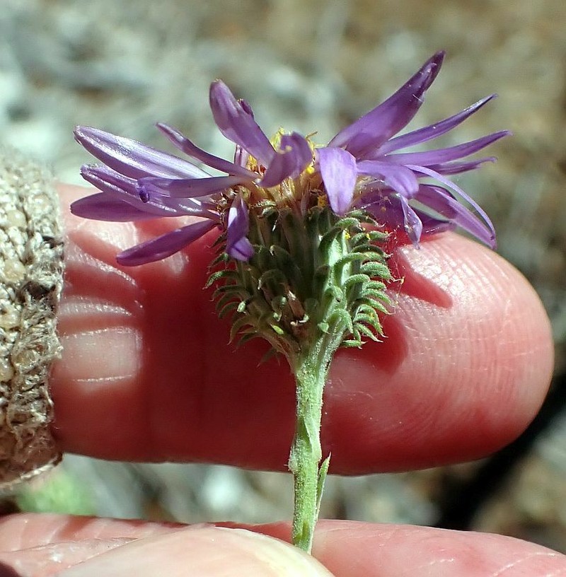 Dieteria asteroides var. asteroides photo 2