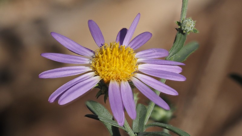Dieteria asteroides var. asteroides photo 3