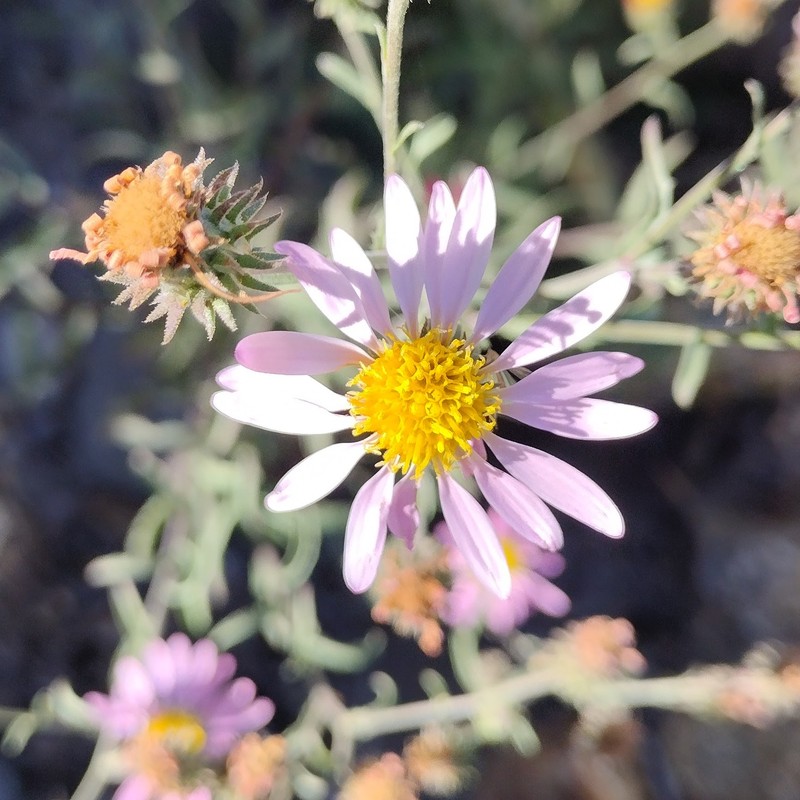 Dieteria asteroides var. asteroides photo 4